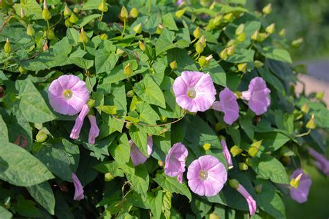 Controlling Bindweed: What is It and Best Control。